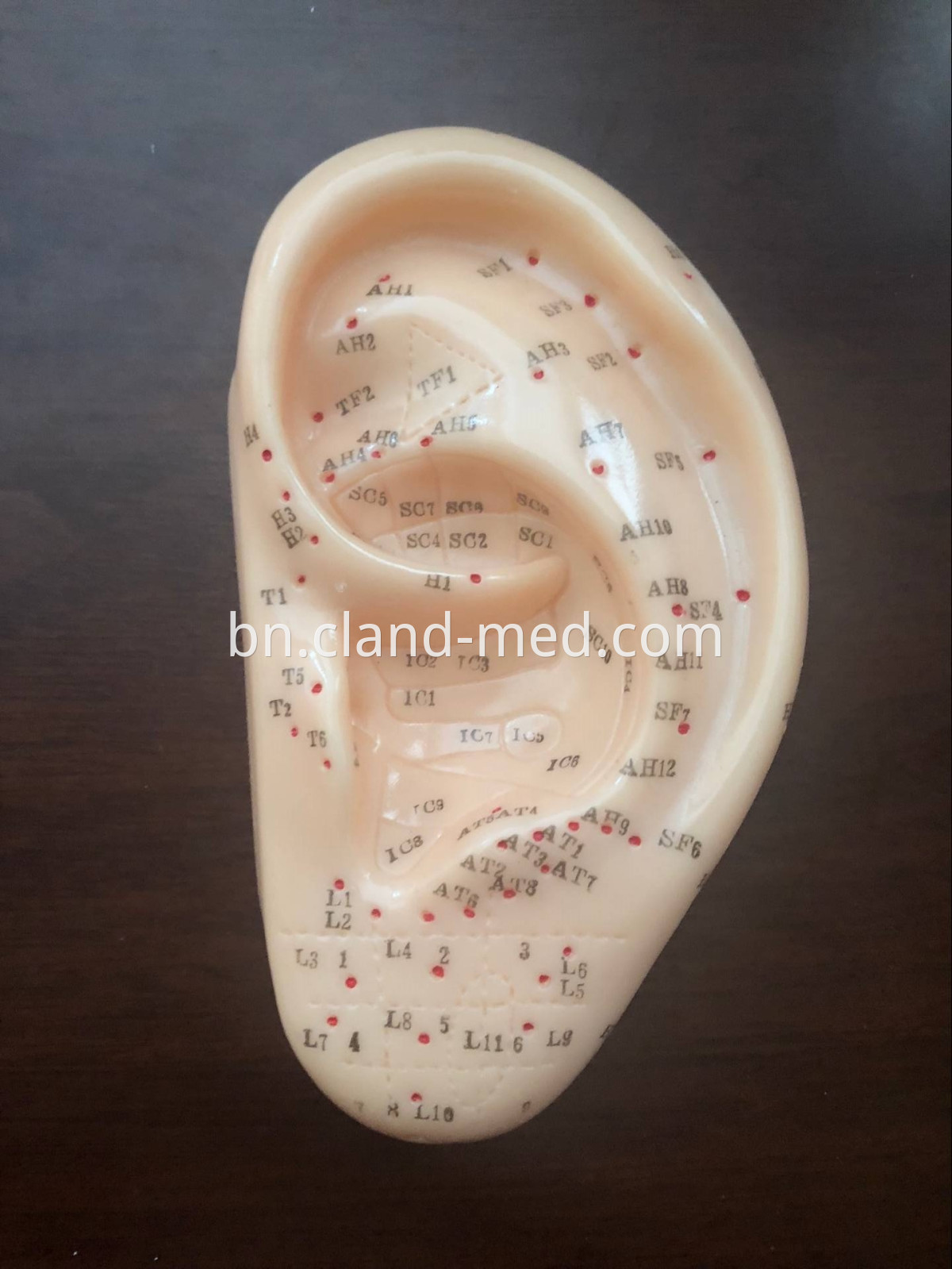 CL-MD0096 EAR ACUPUNCTURE MODEL 2